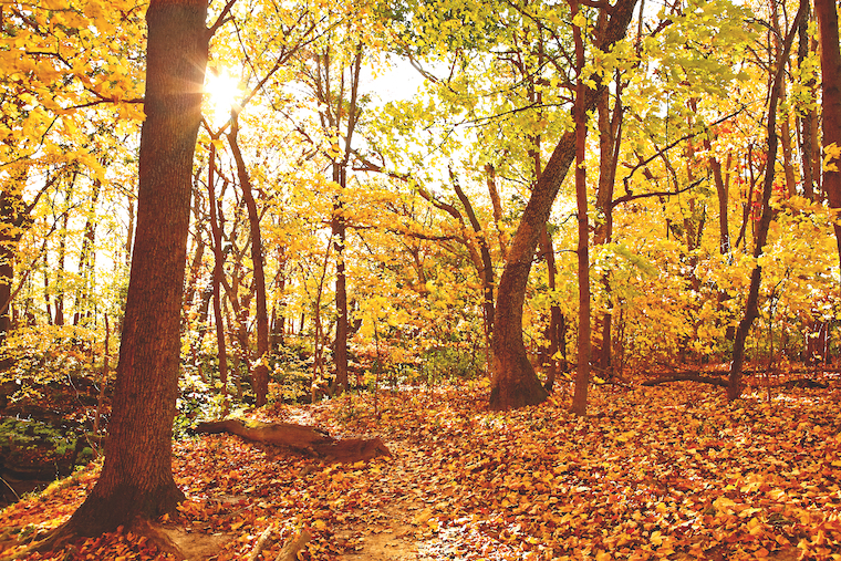 Une forêt jaune où feuilles, soleil et textures se côtoient