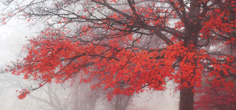 Une forêt rouge par ses feuilles, offre un contraste avec ses arbres noirs et son fond brumeux.