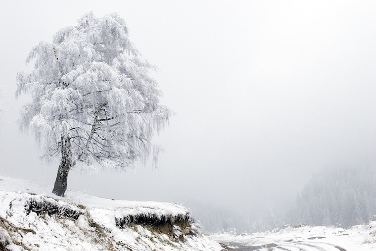 Un arbre ploie sous le verglas, incliné par les vents dominants, jouxtant une forêt.