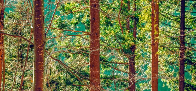 une forêt praticable