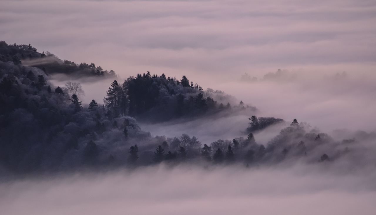 FForêt nappées de brouillard de nuages
