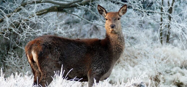 La forêt abrite une large part de la biodiversité. Ici, un chevreuil en alerte dans la forêt enneigée.