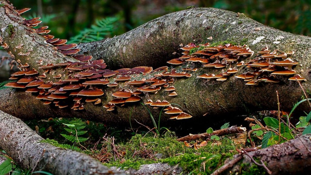 Un arbre mort fourmille de vie et régénère la forêt.