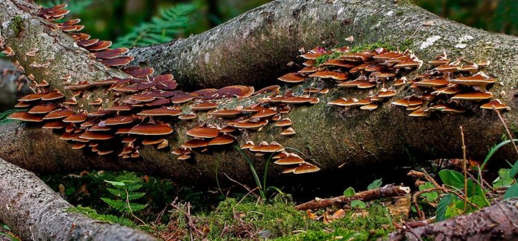 Un arbre mort fourmille de vie et régénère la forêt.