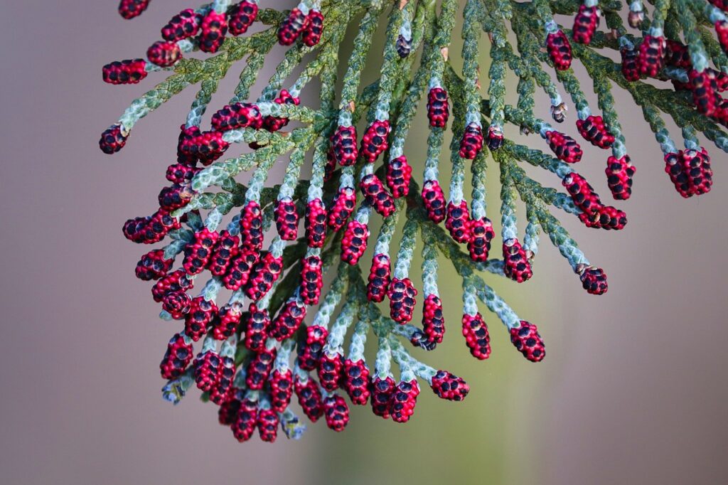 Un thuya en fleurs, un des arbres de la forêt qui soigne