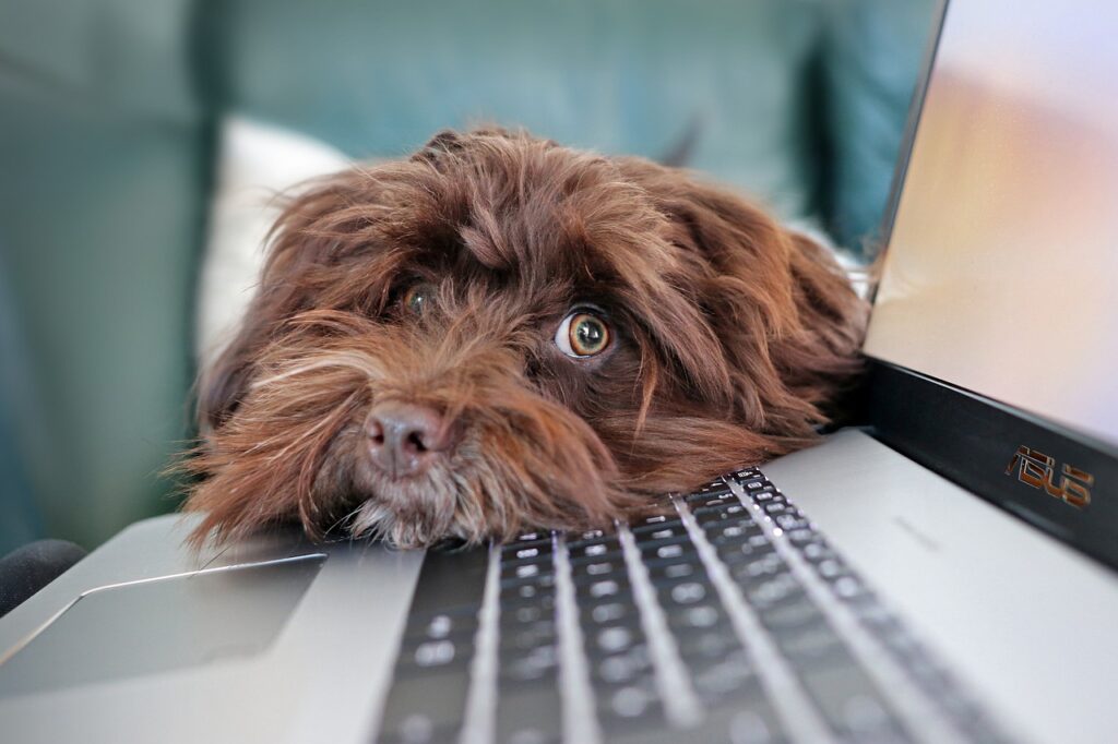 Un chien qui regarde son maître travailler à l'ordinateur évoque le travail à la maison.