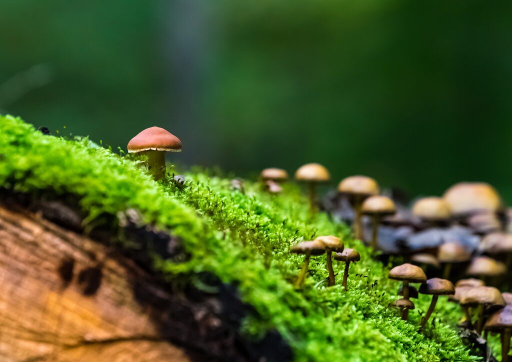 Des champignons poussent à travers un lit de mousse sur un arbre coupé en forêt.